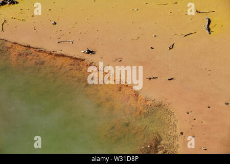 Land der Geysire in Rotorua, Neuseeland Stockfoto