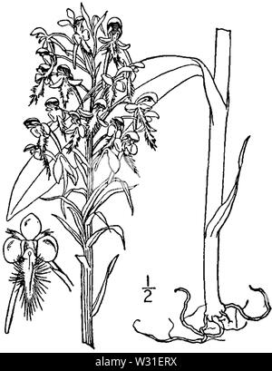 Platanthera ciliaris - linedrawing Stockfoto