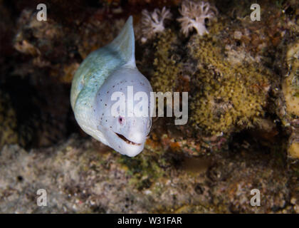 Grau, Moray, (Gymnothorax griseus) Aal mit es den Kopf aus einer Felsspalte auf dem Korallenriff. Weiße Aal mit schwarzen Flecken. Stockfoto