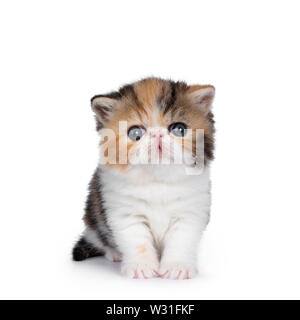 Süße kleine 4 Wochen alte Exotic Shorthair kitten, sitzen gerade nach oben. Auf Kamera mit blauen Augen. Auf weissem Hintergrund. Stockfoto