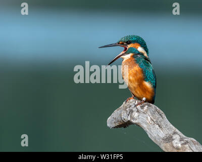 Schöne Natur Szene mit gemeinsamen Eisvogel (Alcedo atthis). Tierwelt der Eisvögel (Alcedo atthis) am Zweig. Stockfoto