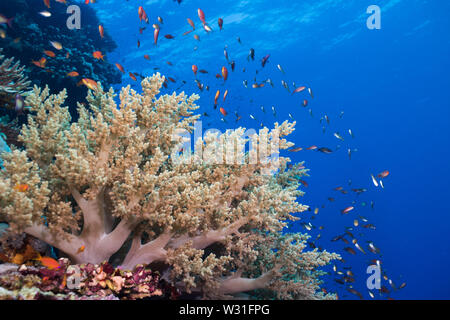 Seascape der Korallenriffe und Schwarm von Lyretail anthias (Pseudanthias squamipinnis) Umgebung Litophyton Arboreum Weichkorallen mit blauen Wasser in Th Stockfoto