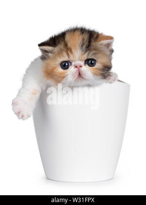 Süße kleine 4 Wochen alte Exotic Shorthair Katze, sitzend in White Flower Pot. Auf Kamera mit blauen Augen. Auf weiß isoliert. Paw hängt über Kante Stockfoto