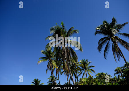 Kokosnuss Palmen und blauem Himmel in El Salvador. Stockfoto