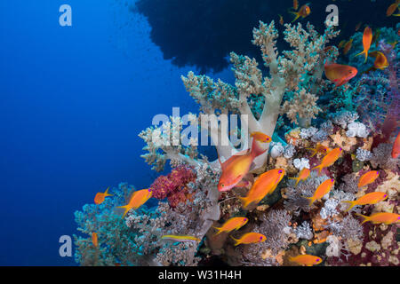 Meereslandschaft mit Pseudanthias squamipinnis lyretail anthias () Fisch im Vordergrund und eine Weichkoralle hinter Ihnen. Stockfoto