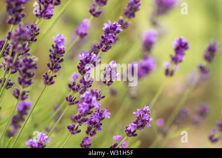 In der Nähe von Büschen von Lavendel Lila aromatischen Blüten im lavendelfeld im Sommer Stockfoto