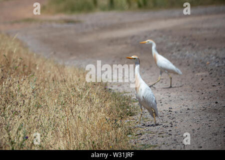 Die westlichen Kuhreiher (Bubulcus ibis) ist eine Pflanzenart aus der Gattung der Reiher. Stockfoto