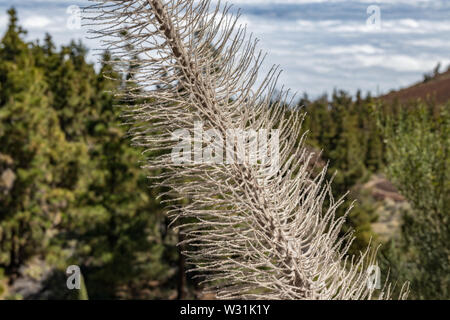 Selbstaktive Fokussierung, Nahaufnahme von trockenem endemischem Tajinaste rojo - Echium wildpretii- und verschwommener Berg-Kiefernwald im Hintergrund. Frühlingszeit. Teide Stockfoto