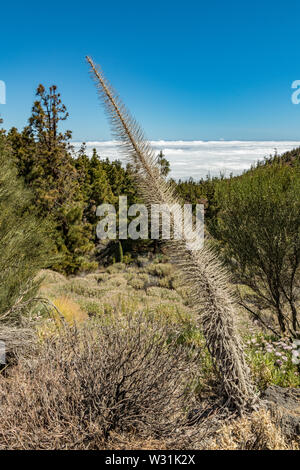 Selbstaktive Fokussierung, Nahaufnahme von trockenem endemischem Tajinaste rojo - Echium wildpretii- und verschwommener Berg-Kiefernwald im Hintergrund. Frühlingszeit. Teide Stockfoto