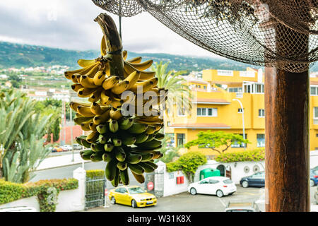 Teneriffa, Kanarische Inseln - 10. Juli 2019: Mit selektiven Fokus der ein Bündel Bananen Bündel hängen an der Bar Szene unter einem Vordach in einer lokalen Wäs Stockfoto