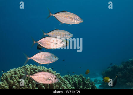 Makrelen Orangespotted (Carangoides bajad) Fische schwimmen über das Riff. Silber Fisch mit orange Flecken auf der Seite des Körpers. Stockfoto