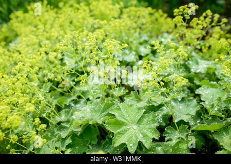 Das Laub und Chartreuse Blumen von Alchemilla Mollis, meine Damen Mantel, in der Berkshire botanischer Garten in Pittsfield, Massachusetts, USA. Stockfoto