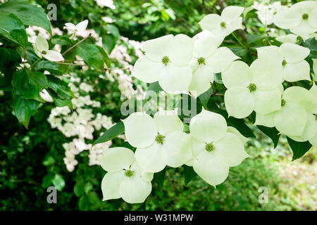 Cornus Kousa, Koreanisch Hartriegel in Blüte im Frühsommer in der Berkshire botanischer Garten in Pittsfield, Massachusetts, USA. Stockfoto