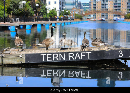 Gänse auf der "seeschwalbe Floß' auf Clippers Quay, auf der Isle of Dogs, in East London, UK Stockfoto