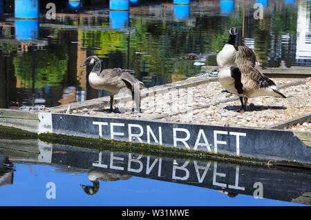 Gänse auf der "seeschwalbe Floß' auf Clippers Quay, auf der Isle of Dogs, in East London, UK Stockfoto