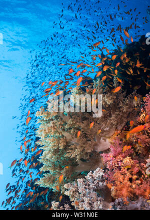 Seascape der Korallenriffe und Schwarm von Lyretail anthias (Pseudanthias squamipinnis) Umgebung Weichkorallen mit blauen Wasser im Hintergrund. Stockfoto