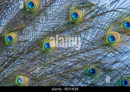 Bild der indischen Pfau Schwanzfedern mit eyespots Hintergrund. Stockfoto