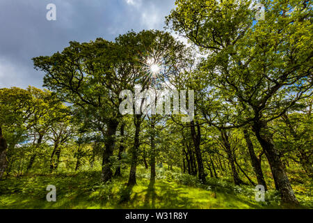 Sunburst im Frühjahr Holz in Sheefrey Hügelbereich von County Mayo, Irland Stockfoto
