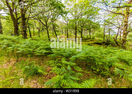 Frühjahr Holz in Sheefrey Hügelbereich von County Mayo, Irland Stockfoto