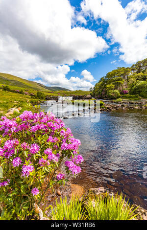 Feder bloomimg Rhododendron Büsche an Ashleigh fällt auf den Erriff River im County Mayo Irland Stockfoto