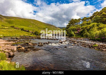 Feder bloomimg Rhododendron Büsche an Ashleigh fällt auf den Erriff River im County Mayo Irland Stockfoto