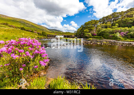 Feder bloomimg Rhododendron Büsche an Ashleigh fällt auf den Erriff River im County Mayo Irland Stockfoto