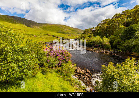 Feder bloomimg Rhododendron Büsche an Ashleigh fällt auf den Erriff River im County Mayo Irland Stockfoto