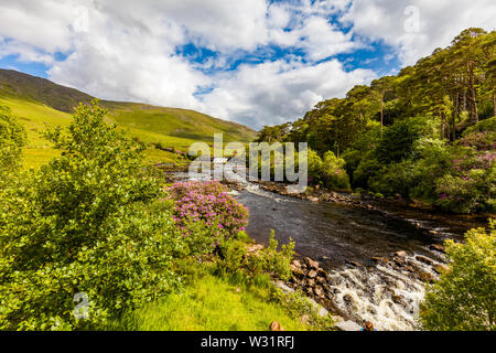 Feder bloomimg Rhododendron Büsche an Ashleigh fällt auf den Erriff River im County Mayo Irland Stockfoto