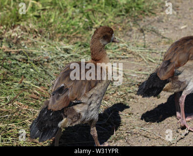 Nahaufnahme der Nilgans (Alopochen Aegyptiaca) essen Gras Stockfoto