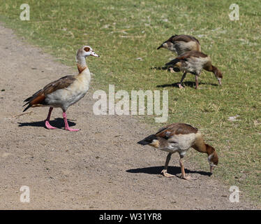 Nahaufnahme der Nilgans (Alopochen Aegyptiaca) essen Gras Stockfoto