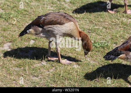 Nahaufnahme der Nilgans (Alopochen Aegyptiaca) essen Gras Stockfoto