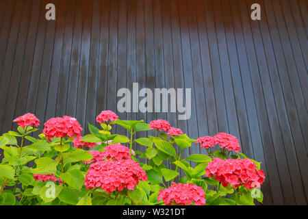 Eine Bush der rote Hortensie wächst im Garten gegen einen braunen Holzwänden. Scarlet hortensie Blumen mit großen, grünen Blätter im Frühling, Sommer Stockfoto