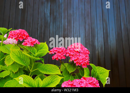 Eine Bush der rote Hortensie wächst im Garten gegen einen braunen Holzwänden. Scarlet Hortensienblüten mit grünen Blättern im Frühjahr, Sommer Stockfoto