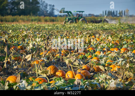 Reife Kürbisse in das Feld ein. Kürbisse wachsen auf der Farm zur Ernte bereit. Stockfoto