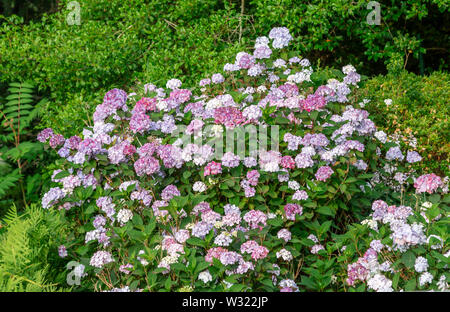 Blühende Pflanze mit schönen Blüten Stockfoto
