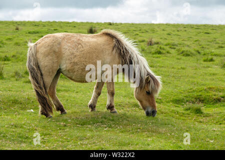 Dartmoor Pony Beweidung Dartmoor Devon England Großbritannien Stockfoto