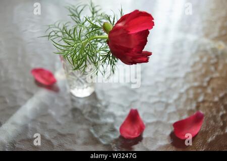 Rote peony Blume in einer Vase auf einem Tisch mit geduscht Blütenblätter Stockfoto