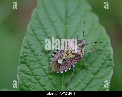 In der Nähe von Erwachsenen haarige shieldbug Nymphe (Dolycoris baccarum) auf Blatt Stockfoto