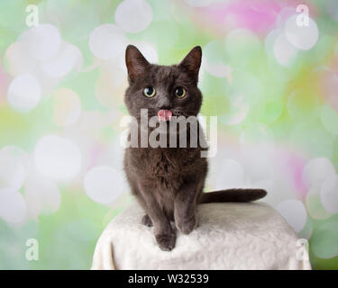 Grau Russisch Blau Rasse Katze sitzend mit Zunge heraus haften Portrait auf einen farbenfrohen Frühling Hintergrund Stockfoto