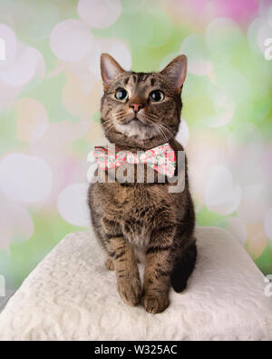 Tabby Katze mit grünen Augen sitzen Sie suchen Tragen Blume Bowt auf einen farbenfrohen Frühling Hintergrund Stockfoto