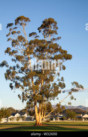 Blühende Gum Tree, Eucalyptus Arten, auf der Silwerstrand Golfplatz, Robertson, Südafrika bei Sonnenuntergang im goldenen Licht Stockfoto