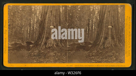 Abschnitt des Grizzly Giant, 33 Fuß Durchmesser, Mariposa Grove, Mariposa County, Cal, von John P Soule Stockfoto