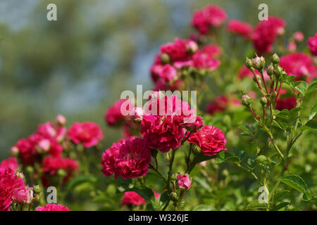 Rosen von einem warmen Sommer Sonne gegen einen schönen grünen Bokeh, abstrakten Hintergrund beleuchtet, bis mosk für Ihr Design. Viele rosa Blüten Nahaufnahme. Stockfoto