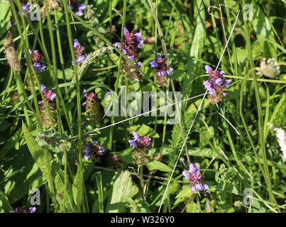 Blume von prunella vulgaris, als gemeinsame selbst bekannte schließen Heilen, Heilen, woundwort, das Herz der Erde, Tischler, Kraut, brownwort und blauen Locken Stockfoto