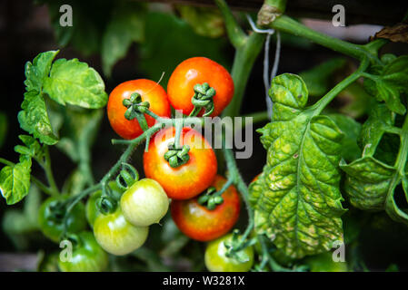 Kirschtomaten auf unreife Zweig, noch grün, wartet im Sommer gesammelt werden. Stockfoto