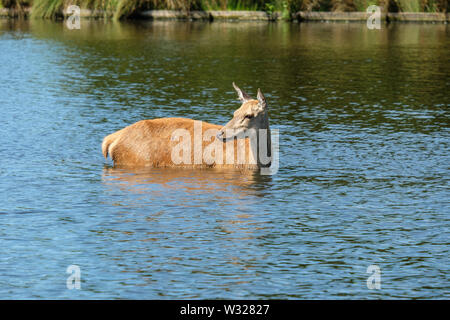 Rothirsch Cervus elaphus Hind Überquerung kleiner Teich Bushy Park Hampton London England Großbritannien Stockfoto