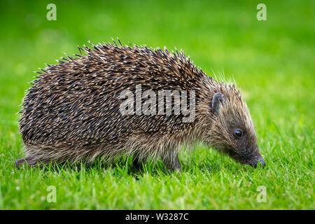 Igel, (Wissenschaftlicher Name: Erinaceus Europaeus) eine wilde, Eingeborener, Europäische Igel im Garten Lebensraum, nach rechts. Close Up. Landschaft Stockfoto