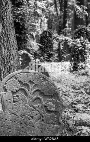 Alte, vernachlässigte Grabsteine unter dem Gestrüpp, in der Neue Jüdische Friedhof in Kazimierz, dem historischen jüdischen Viertel, in Krakau, Polen. Stockfoto