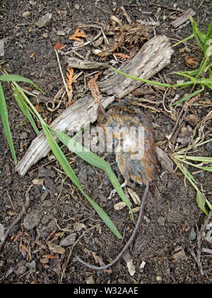 Tote maus Makro Hintergrund Fine Art Drucke in hoher Qualität Stockfoto