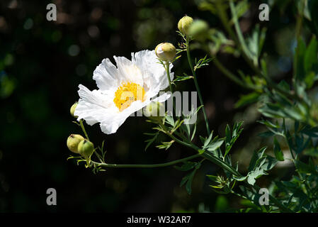 Kalifornische baum Mohn (Romneya coulteri) Blüte im Garten im Juli, England, Großbritannien Stockfoto